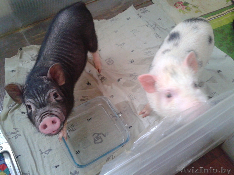 мини-пиги(карликовые поросята)абрикосового окраса продаю - Изображение #8, Объявление #1003113