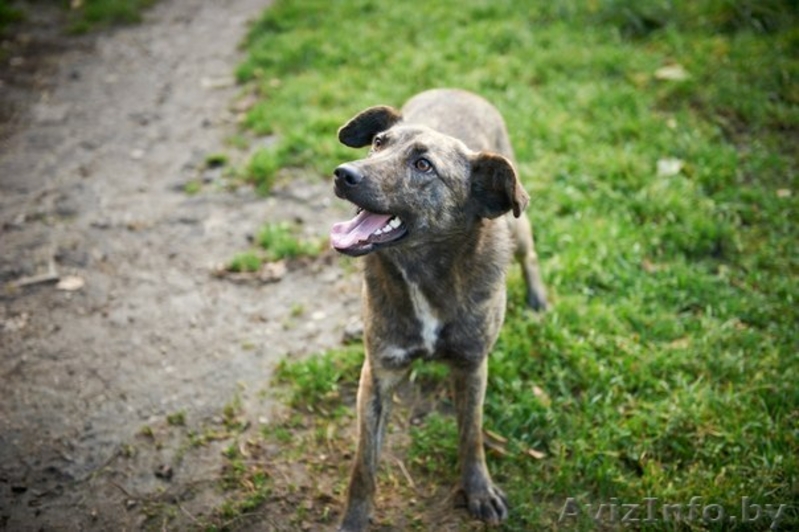 В дар!Тэбби очень хочет найти любящий дом! - Изображение #2, Объявление #1013633