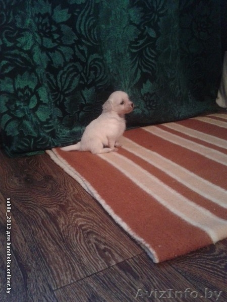 Щеночки Китайской Хохлатой собачки ищут друзей!!! - Изображение #5, Объявление #1007695