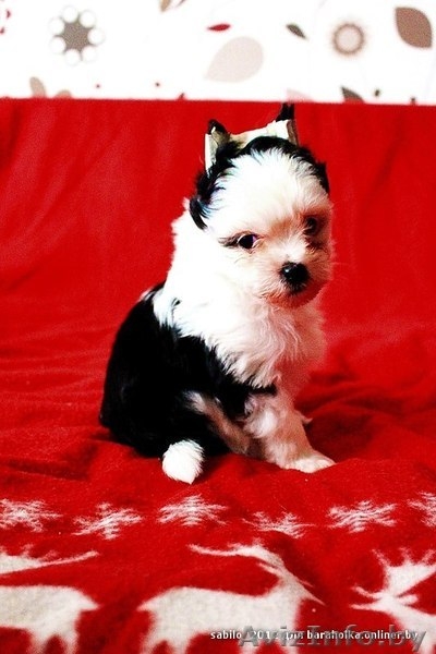 Щеночки Китайской Хохлатой собачки ищут друзей!!! - Изображение #3, Объявление #1007695