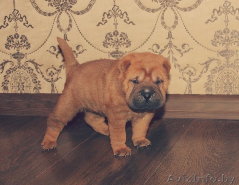 Лучшие щенки шарпея уже ищут новый дом и заботливых хозяев. - Изображение #1, Объявление #1008162