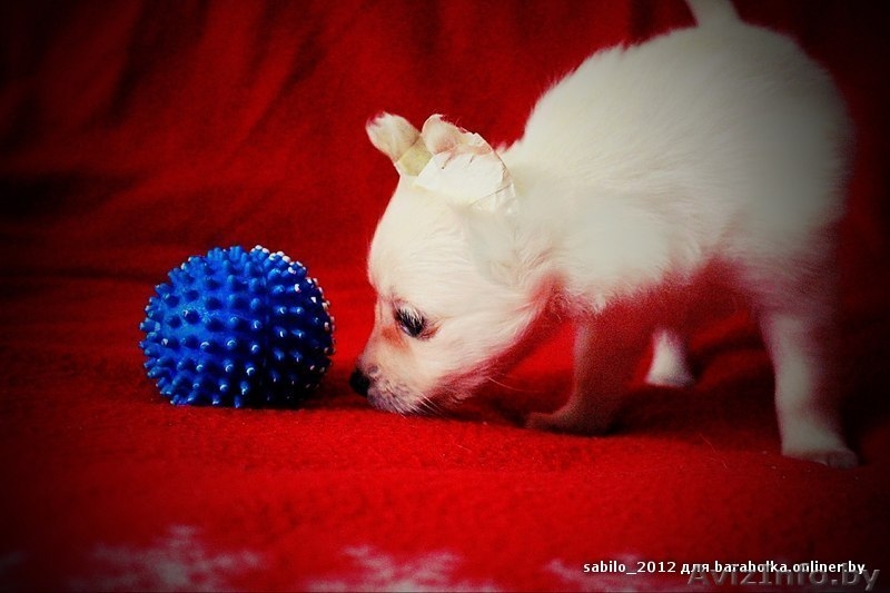 Щеночки Китайской Хохлатой собачки ищут друзей!!! - Изображение #2, Объявление #1007695