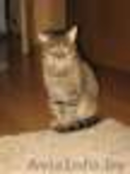 СОС!!! почти обретший надежду котик может снова оказаться на улице=(  - Изображение #5, Объявление #1012340