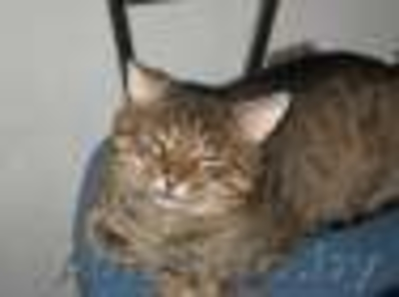 СОС!!! почти обретший надежду котик может снова оказаться на улице=(  - Изображение #1, Объявление #1012340