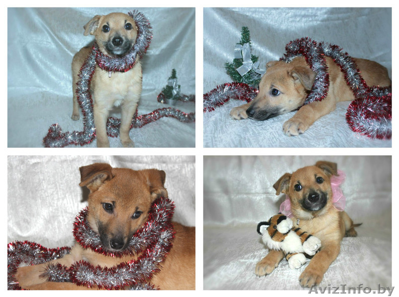 Рыжий маленький лисёнок в дар! - Изображение #3, Объявление #1008820