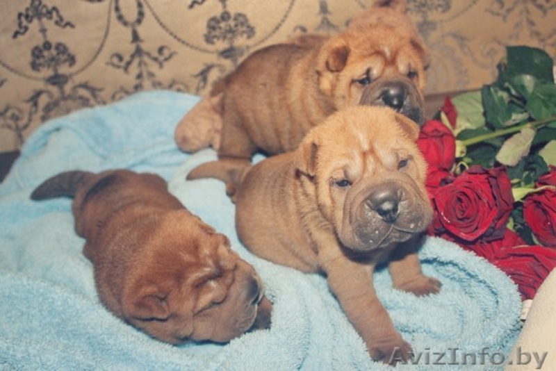 Лучшие щенки шарпея уже ищут новый дом и заботливых хозяев. - Изображение #3, Объявление #1008162