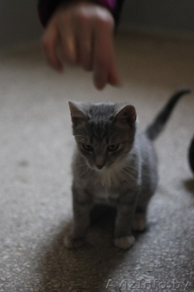 SOS!!!ОЧЕНЬ СРОЧНО!Нужна передержка(МОЖНО ПЛАТНАЯ!) хотя бы до понедельника - Изображение #2, Объявление #1013958