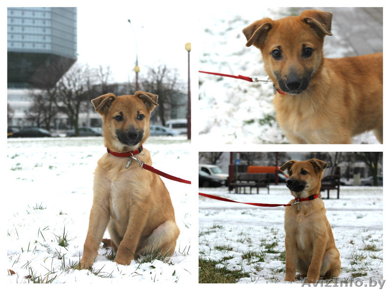 Рыжий маленький лисёнок в дар! - Изображение #2, Объявление #1008820