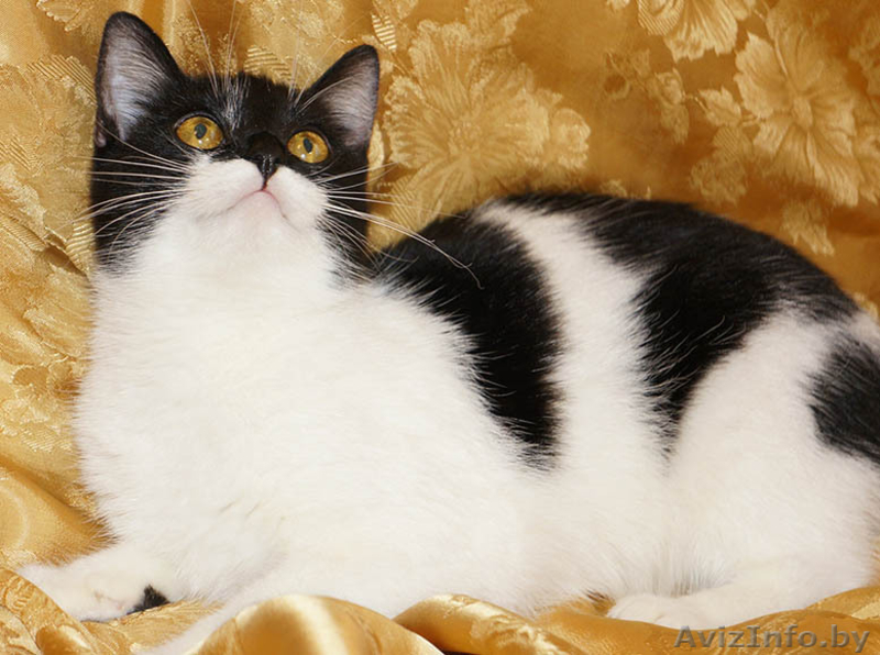 Сандра- изящная молоденькая кошечка - Изображение #3, Объявление #1001464