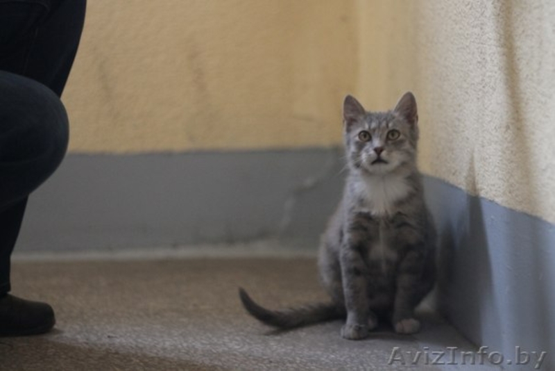 SOS!!!ОЧЕНЬ СРОЧНО!Нужна передержка(МОЖНО ПЛАТНАЯ!) хотя бы до понедельника - Изображение #3, Объявление #1013958