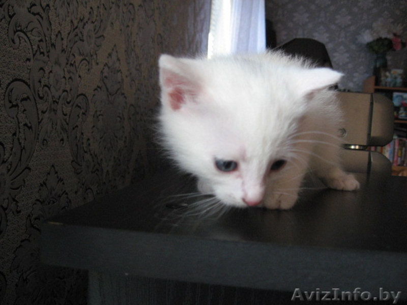 Отдам котят в добрые руки 3 - Изображение #2, Объявление #1008190