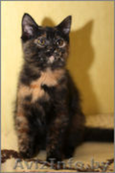 Чери - маленькая черепашка - Изображение #4, Объявление #1008101