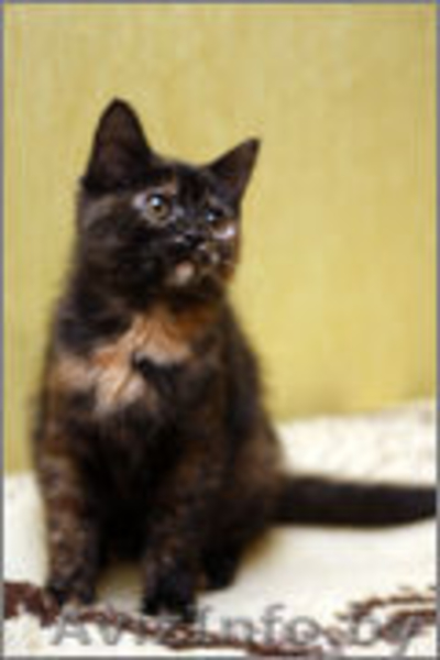 Чери - маленькая черепашка - Изображение #1, Объявление #1008101