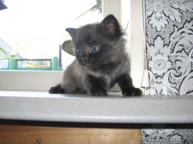 Отдам котят в добрые руки 3 - Изображение #3, Объявление #1008190