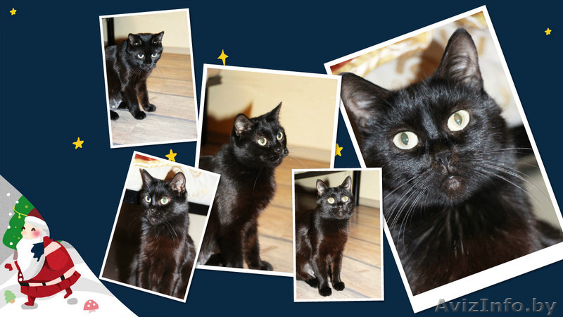 Фиона-шоколадная красавица! - Изображение #1, Объявление #1008951