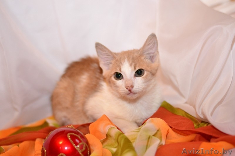 Котята  лесного и бело-рыжего окраса в дар - Изображение #1, Объявление #1007604