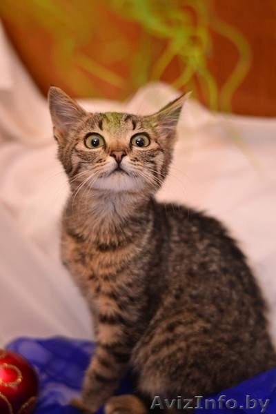 Котята  лесного и бело-рыжего окраса в дар - Изображение #2, Объявление #1007604