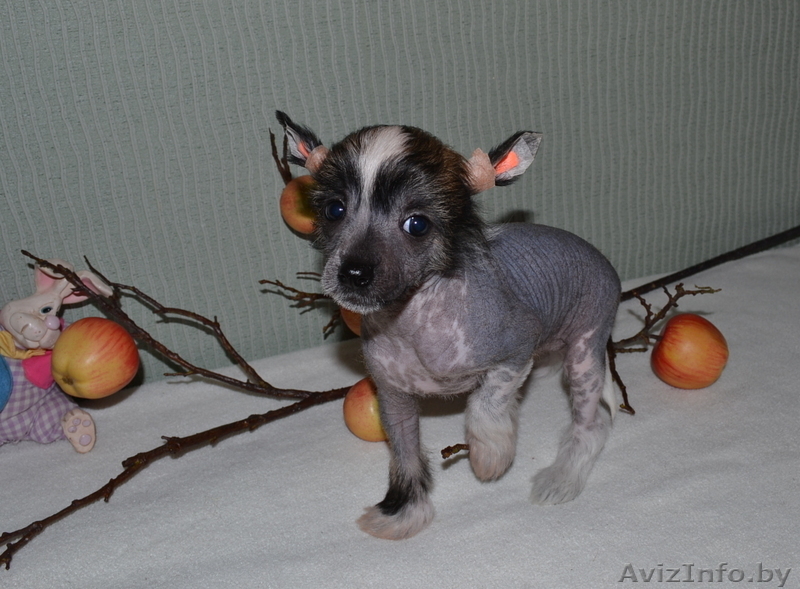 КХС-Ваш талисман, от беды хранящий! - Изображение #2, Объявление #1008453