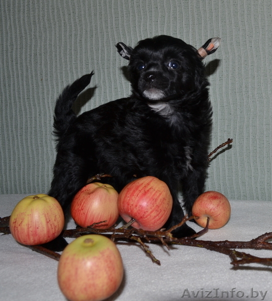 КХС-Ваш талисман, от беды хранящий! - Изображение #3, Объявление #1008453