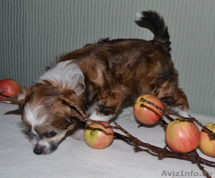 КХС-Ваш талисман, от беды хранящий! - Изображение #6, Объявление #1008453