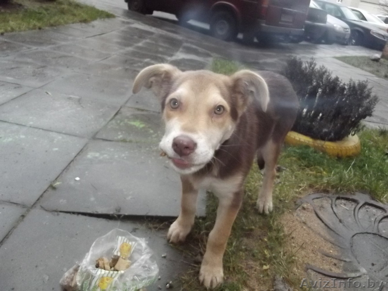 (МИНСК)Люди не оставьте бедного щенка умирать на улице, ему холодно. - Изображение #1, Объявление #1002428