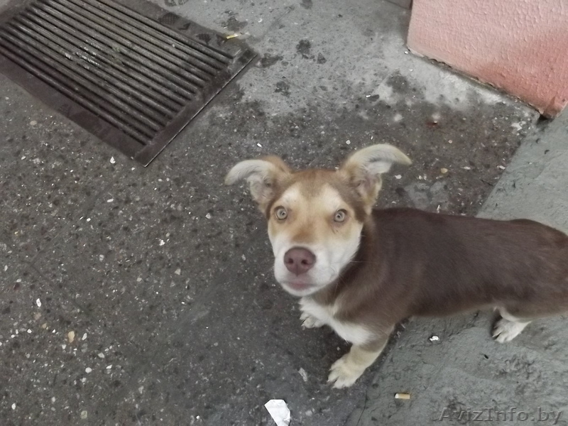 (МИНСК)Люди не оставьте бедного щенка умирать на улице, ему холодно. - Изображение #3, Объявление #1002428