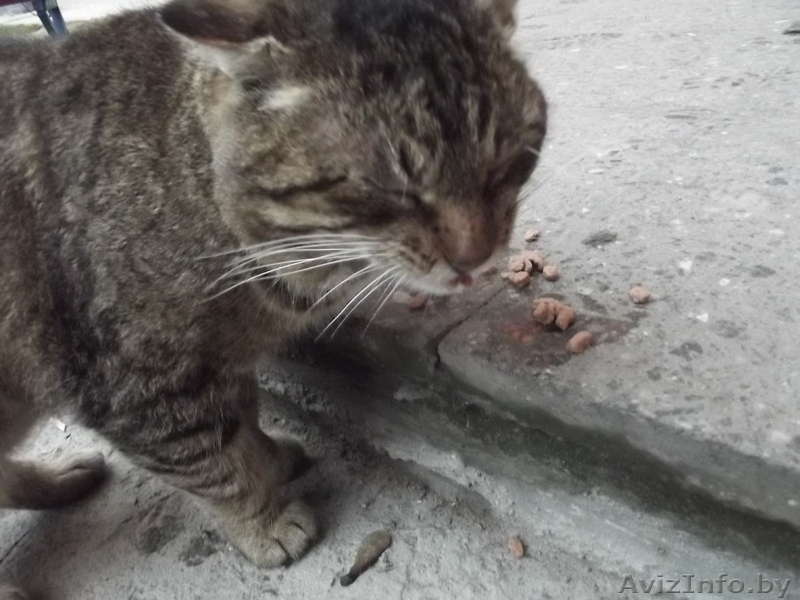 СОС!!!! на улице умирает котик... у него жуткие хрипы при дыхании=((((   - Изображение #3, Объявление #1008850