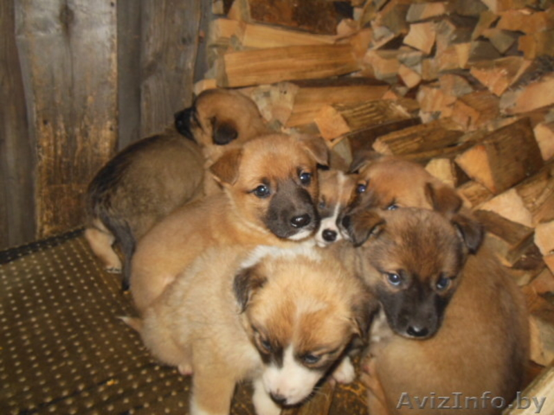 щенки смесь бельгийской овчарки и сибирской лайки - Изображение #4, Объявление #1002549