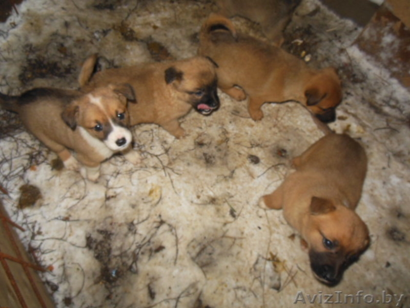 щенки смесь бельгийской овчарки и сибирской лайки - Изображение #1, Объявление #1002549