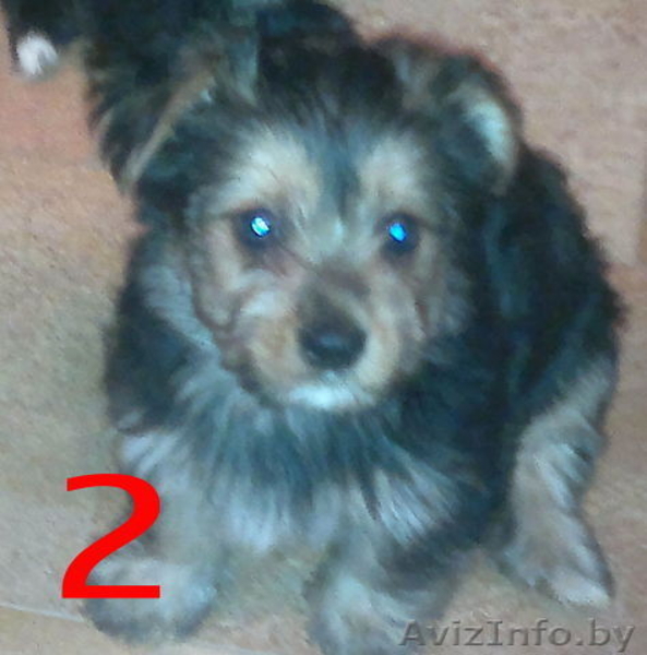  йоркширского терьера - Изображение #2, Объявление #1013721