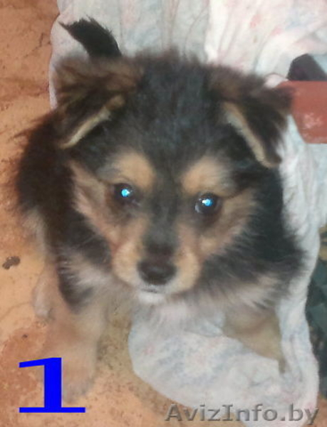  йоркширского терьера - Изображение #1, Объявление #1013721