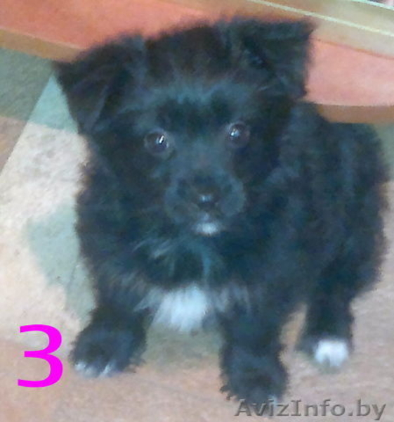  йоркширского терьера - Изображение #3, Объявление #1013721