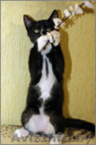 Котенок Граф ищет свой дом - Изображение #2, Объявление #1008100