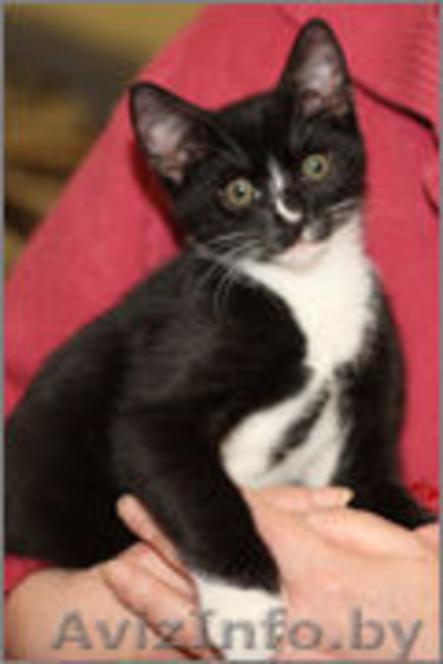 Котенок Граф ищет свой дом - Изображение #3, Объявление #1008100