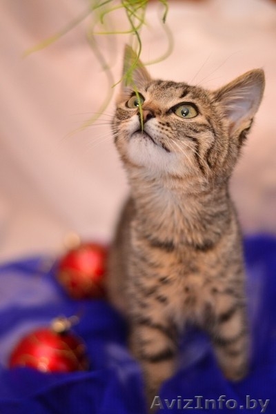 Котята  лесного и бело-рыжего окраса в дар - Изображение #4, Объявление #1007604