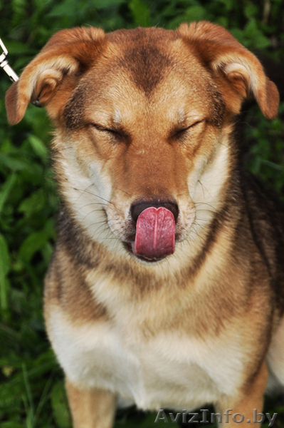 Рыжая красотка в дар - Изображение #1, Объявление #1004398