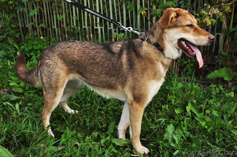 Рыжая красотка в дар - Изображение #2, Объявление #1004398