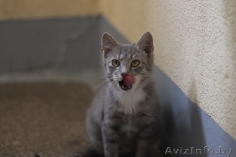 SOS!!!ОЧЕНЬ СРОЧНО!Нужна передержка(МОЖНО ПЛАТНАЯ!) хотя бы до понедельника - Изображение #1, Объявление #1013958