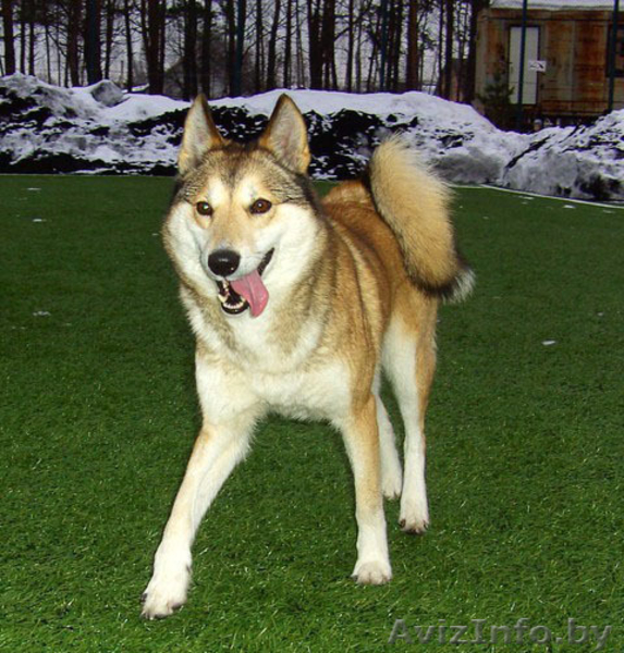 щенки смесь бельгийской овчарки и сибирской лайки - Изображение #7, Объявление #1002549