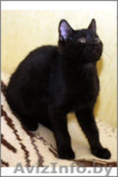 Котенку Пьеру нужен дом - Изображение #1, Объявление #1008098