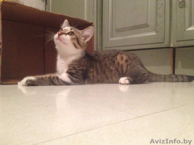 Котик ищет нового хозяина - Изображение #2, Объявление #1002013