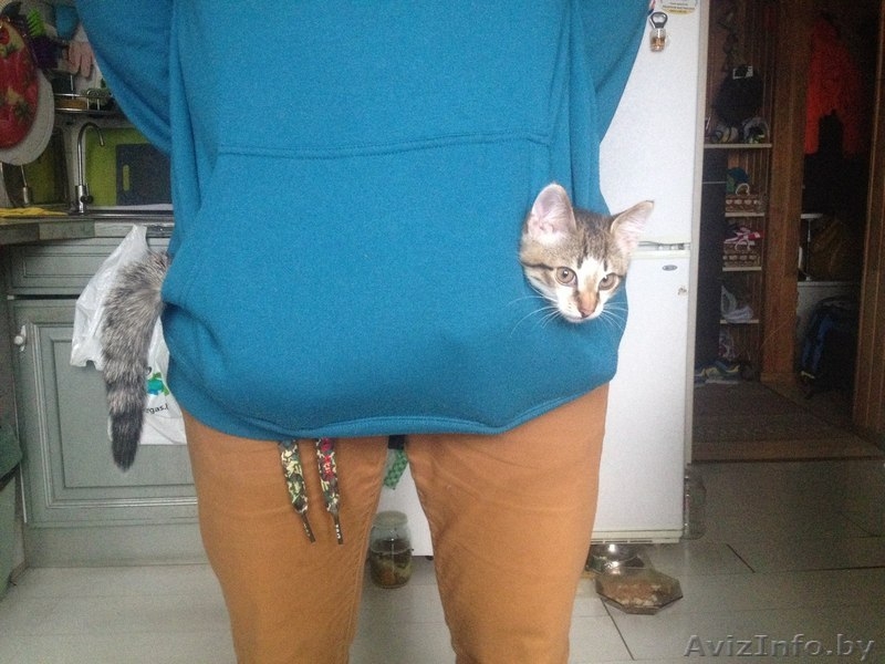 Котик ищет нового хозяина - Изображение #4, Объявление #1002013