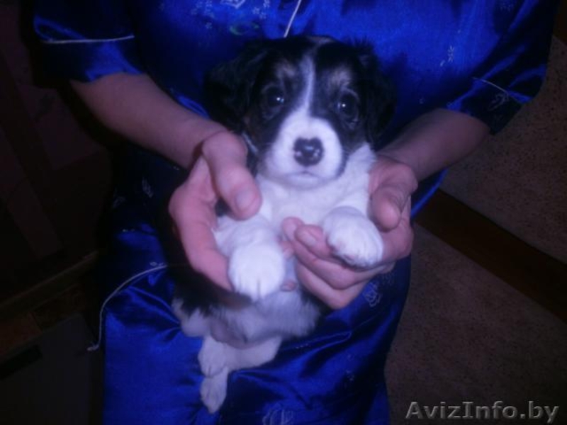 Отдается милый щенок-девочка в дар! - Изображение #1, Объявление #1029487