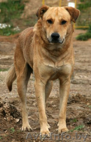 Спокойный преданный мальчик ищет добрый дом! - Изображение #1, Объявление #1017125