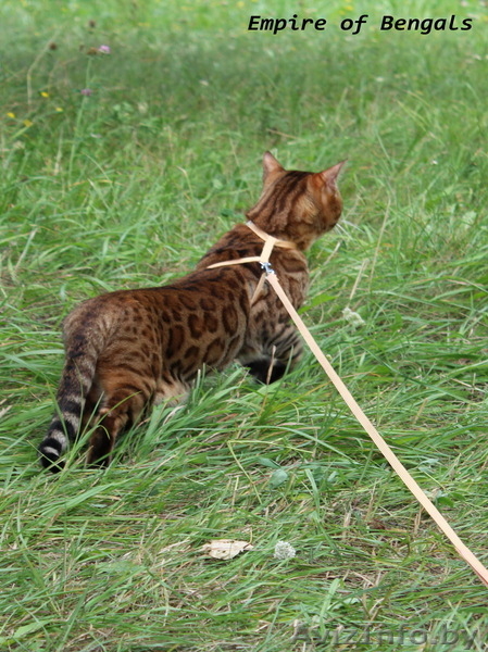 Бенгальский кот приглашает на вязку минск - Изображение #2, Объявление #1029795