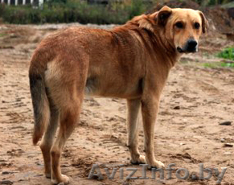 Спокойный преданный мальчик ищет добрый дом! - Изображение #2, Объявление #1017125