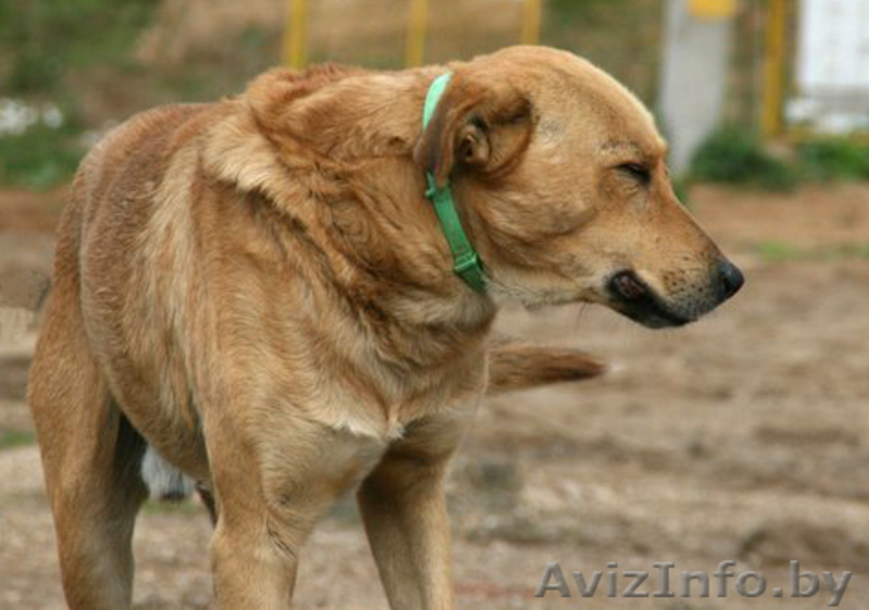 Спокойный преданный мальчик ищет добрый дом! - Изображение #3, Объявление #1017125
