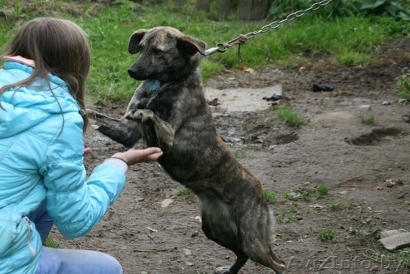 В дар!Тэбби очень хочет найти любящий и заботливый дом! - Изображение #3, Объявление #1013646