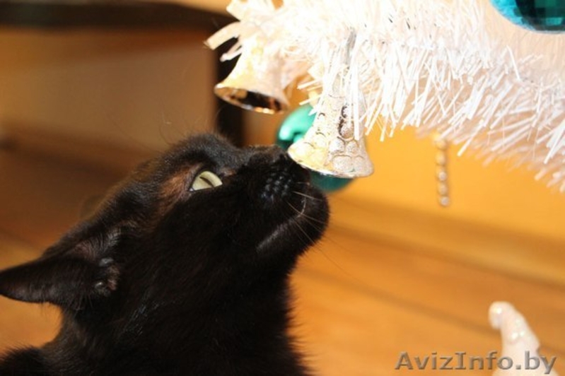 Фиона-шоколадная красавица! - Изображение #2, Объявление #1008951