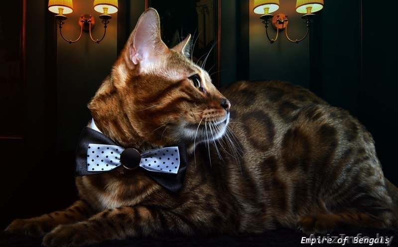 Бенгальский кот приглашает на вязку минск - Изображение #1, Объявление #1029795